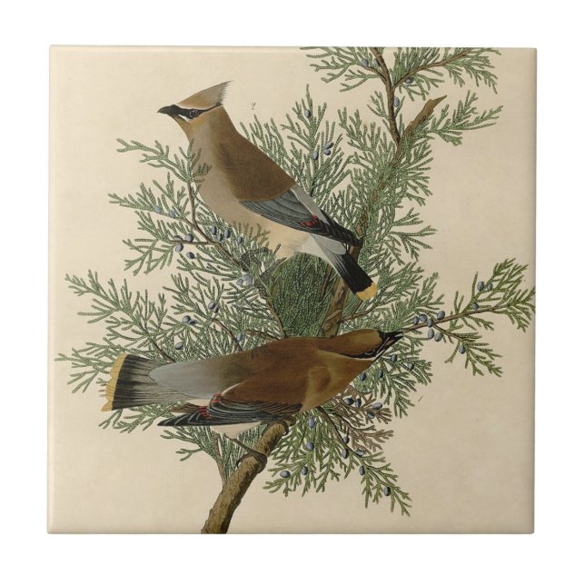 Carreau Impression d'oiseau de John James Audubon Jaseur b (Devant)