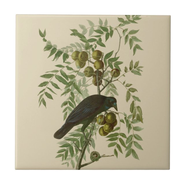Carreau Impression d'oiseau Grackle Violet d'Audubon Botan (Devant)