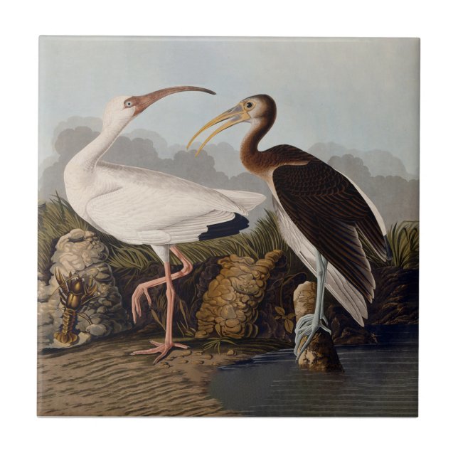 Carreau Impression d'oiseau Ibis blanc de John James Audub (Devant)