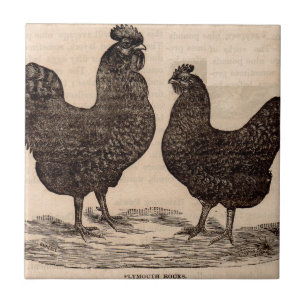 Carreau Imprimé au 19e siècle Plymouth Rock poule et coq