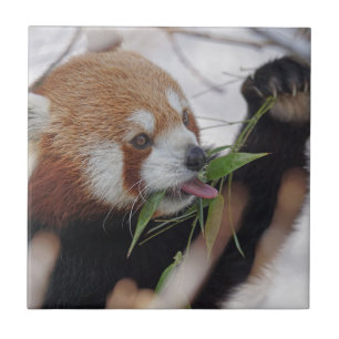 Carreau imprimé d'animal rouge de panda mignon