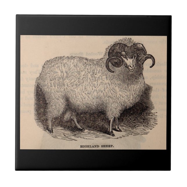 Carreau Imprimerie du 19e siècle moutons des Highlands (Devant)