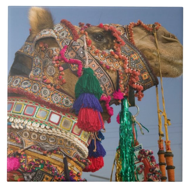 Carreau INDE, Rajasthan, Pushkar: FOIRE AUX CHAMEAUX DE PU (Devant)