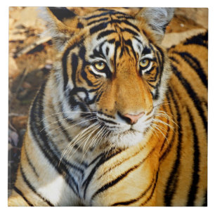Carreau Inde, Sawai Madhopur, Ranthambore National