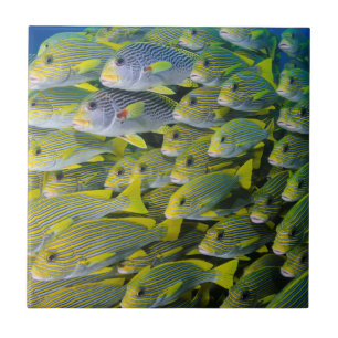 Carreau Indonésie. Banc de poissons
