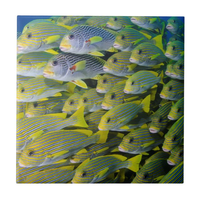Carreau Indonésie. Banc de poissons (Devant)