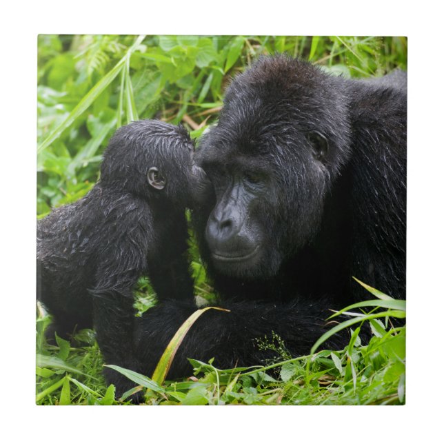 Carreau Infant Mountain Gorilla Kisses Silverback (Devant)