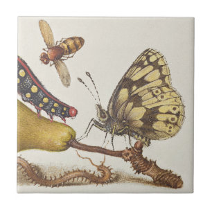 Carreau Insectes de jardin, mouche, chenille, poire, mille