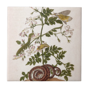 Carreau Insectorum Surinamensium de métamorphose