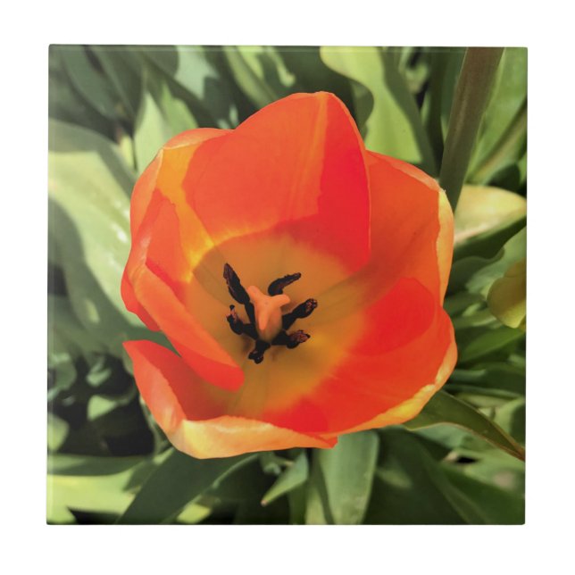 Carreau Intérieur de la tulipe orange (Devant)