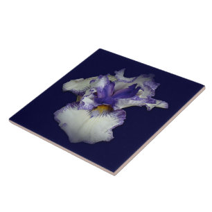 Carreau Iris barbu bleu et blanc