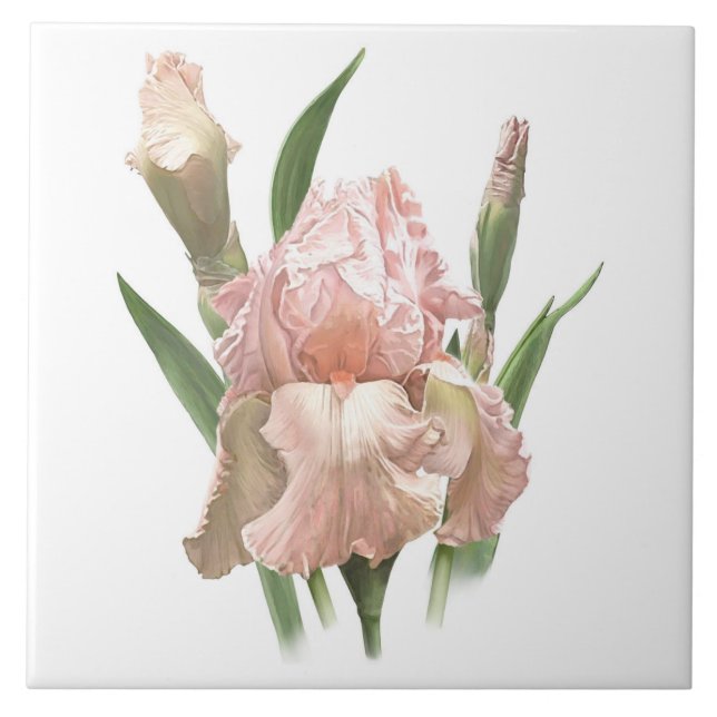 Carreau Iris barbu rose joli - Art botanique (Devant)