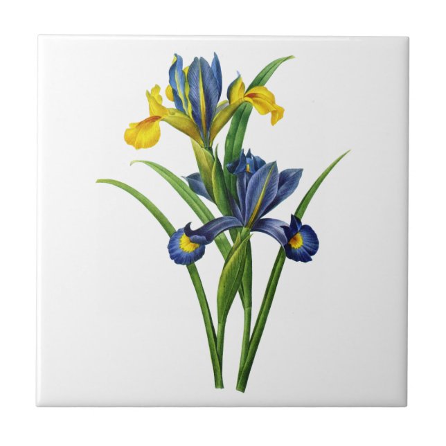 Carreau Iris bleu et jaune par Redoute (Devant)