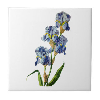 Carreau Iris bleus tirés de la nature par Gerard van Spaen