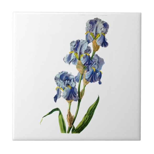 Carreau Iris bleus tirés de la nature par Gerard van Spaen (Devant)