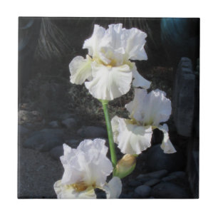Carreau Iris de floraison blanc