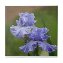 Iris Délice