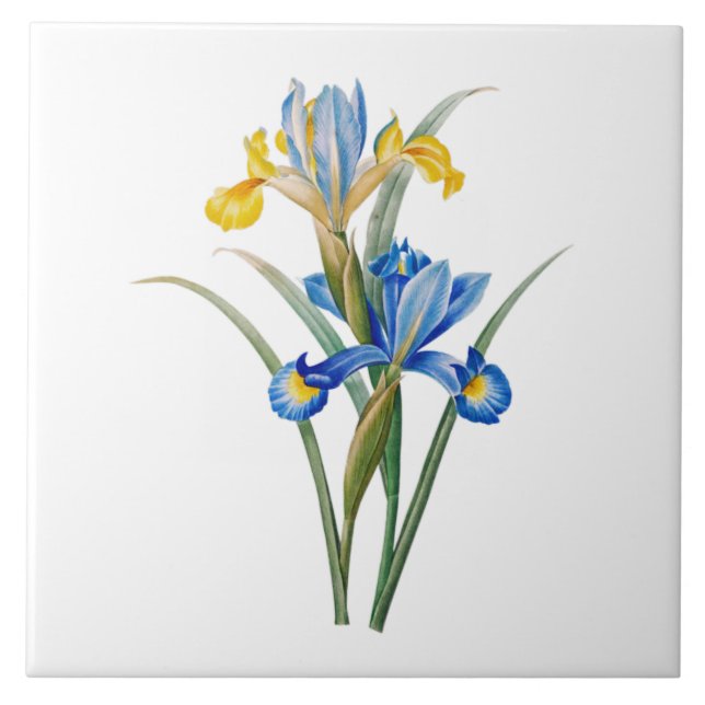 Carreau Iris d'Espagne par Pierre-Joseph Redouté (Devant)