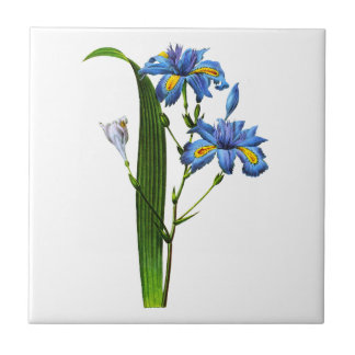 Carreau Iris Frangee par Joseph Pierre Redoute