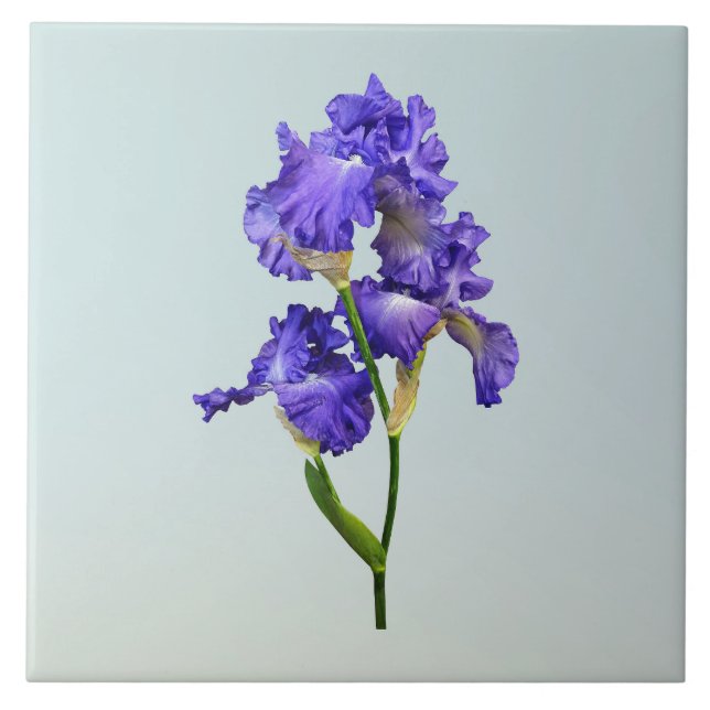 Carreau Iris triple violet (Devant)