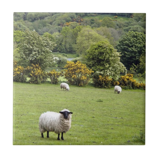 Carreau Irlande de l'Ouest, péninsule de Dingle (Devant)