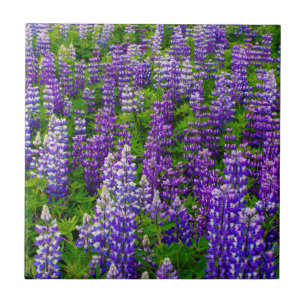 Carreau Islande. Vik i Myrdal. Champ de lupins