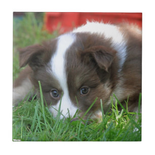 Carreau Islandhund