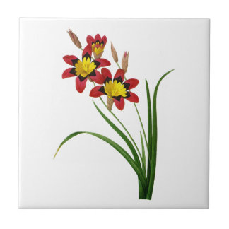 Carreau Ixia Tricolor par Pierre Joseph Redoute