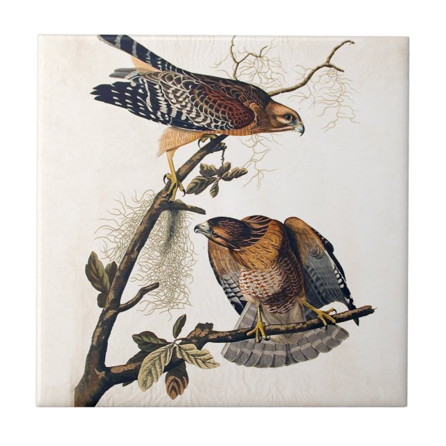 Carreau J.J. Audubon (faucon épaulé rouge) (1829) (Devant)