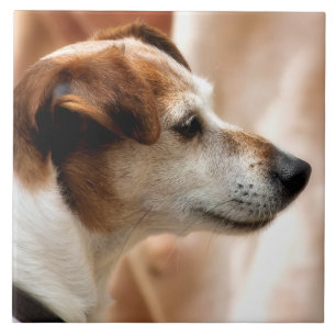 CARREAU JACK RUSSELL TERRIER CHIEN