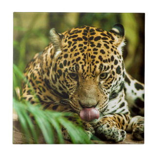 Carreau Jaguar