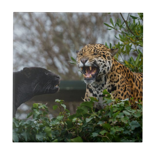 Carreau Jaguar Growl (Devant)