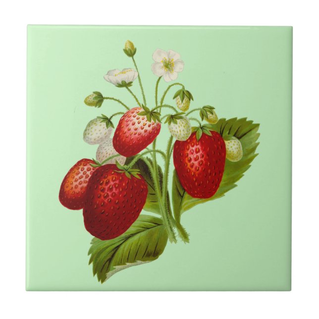 Carreau Jardin Botanique Fraise (Devant)