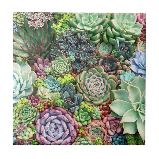 Carreau Jardin coloré Succulent (Devant)