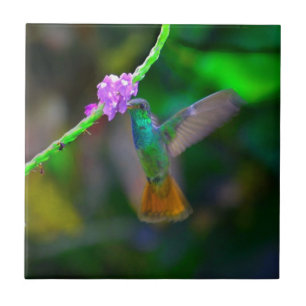 Carreau Jardin de colibri