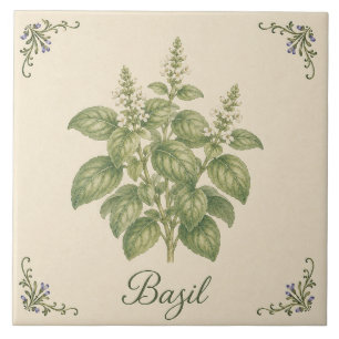 Carreau Jardin de cuisine d'herbe de Basilic botanique vin