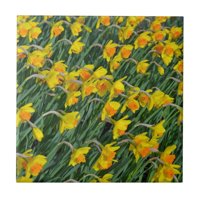 Carreau Jardin de la jonquille jaune vif (Devant)