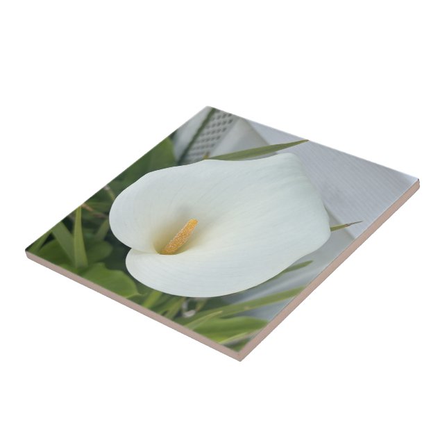 Carreau Jardin de pouce vert Plante blanc Calla Lily Fleur (Côté)