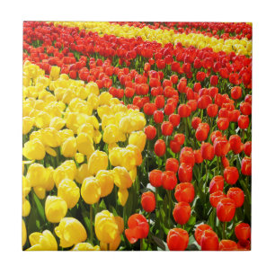 Carreau Jardin des Tulipes