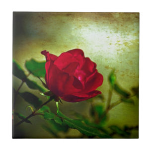 Carreau Jardin mystique Saint-Valentin gothique Rouge Rose