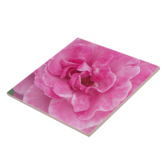 Carreau Jardin rose grand Rose
