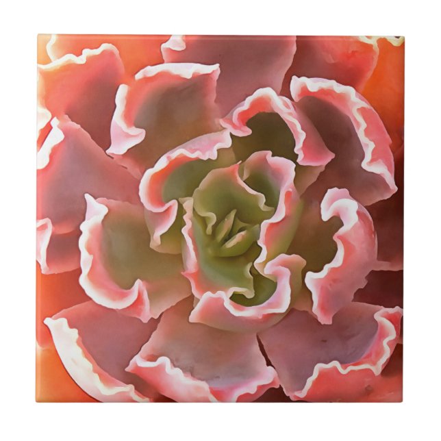 Carreau Jardin superbe Les tons roses Succulents Art réali (Devant)