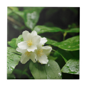 Carreau Jasmin sous la pluie