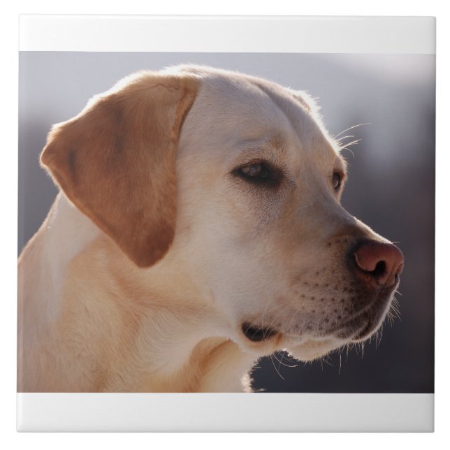 Carreau jaune 3 Labrador_Retriever.png (Devant)