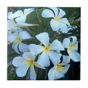 Carreau jaune, blanc, frangipanier, fleur, nature, été,