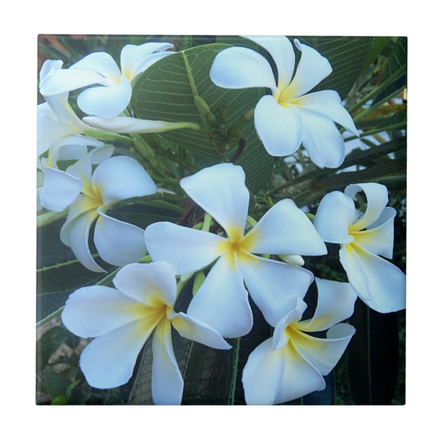 Carreau jaune, blanc, frangipanier, fleur, nature, été, (Devant)