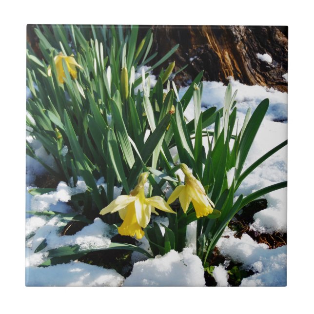 Carreau Jaune Daffodils fleurs dans la neige (Devant)