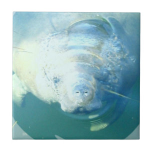 Carreau Jeter un coup d'oeil la tuile de lamantin