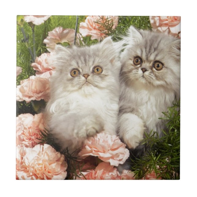 Carreau Jeu persan de chatons en fleurs roses (Devant)