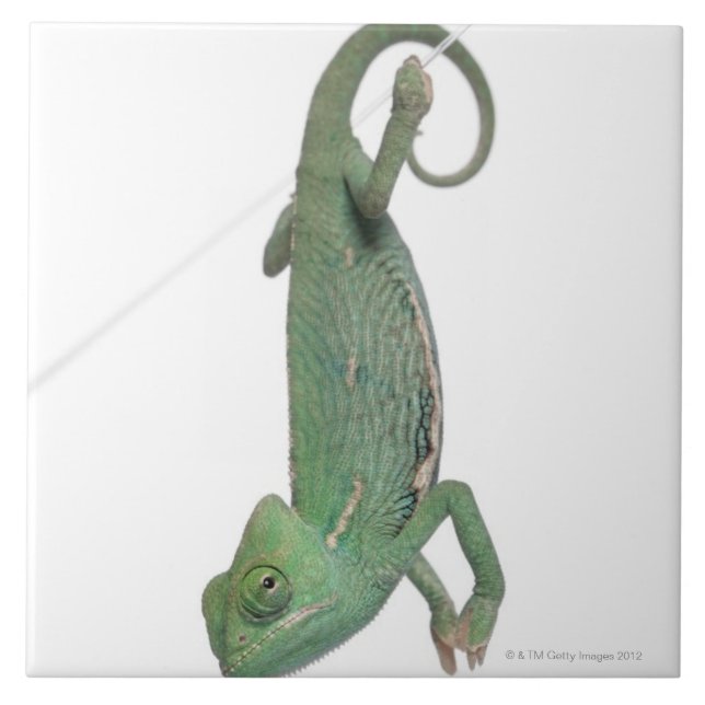 Carreau Jeune caméléon voilé, calyptratus de Chamaeleo (Devant)